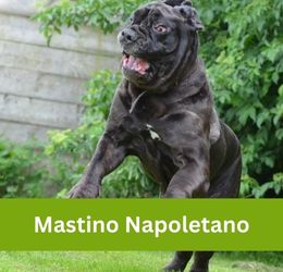 mastino napoletano