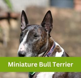 miniature bull terrier