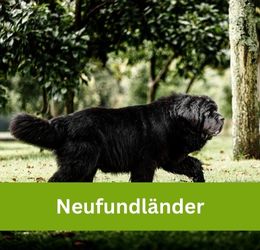 neufundländer