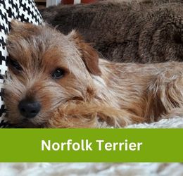 norfolk terrier