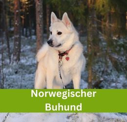 norwegischer buhund