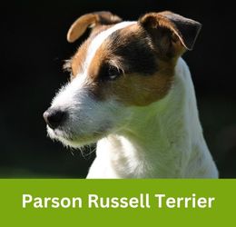 parson russell terrier