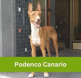 podenco canario