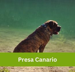 presa canario