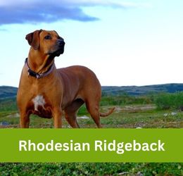 rhodesian ridgeback