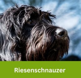 riesenschnauzer