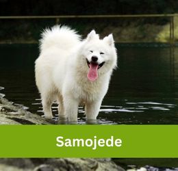 samojede