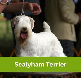 sealyham terrier