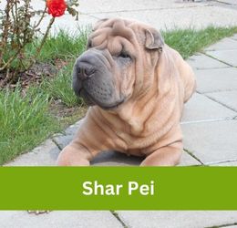 shar pei