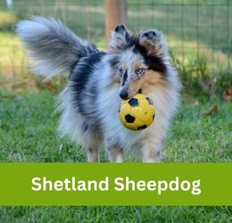 shetland sheepdog