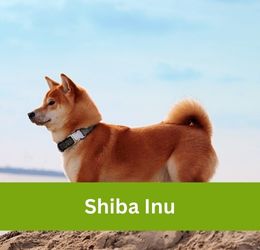 shiba inu