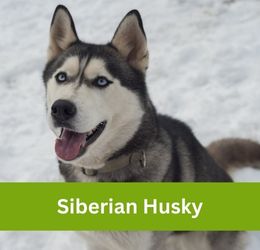 siberian husky