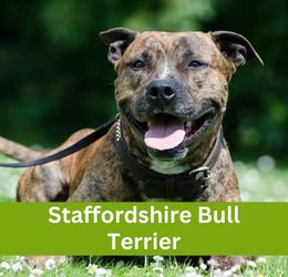 staffordshire bull terrier