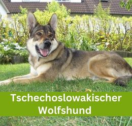 tschechoslowakischer wolfshund
