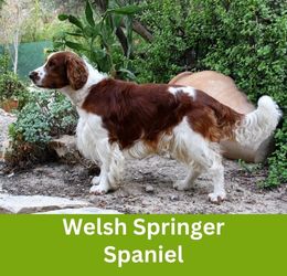 welsh springer spaniel
