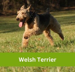 welsh terrier