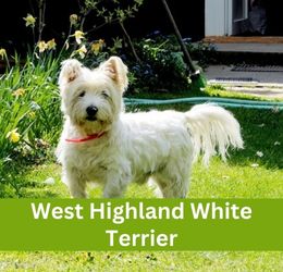 west highland white terrier