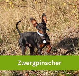 zwergpinscher