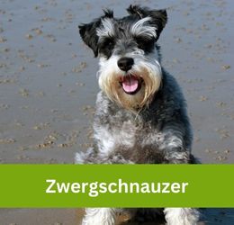 zwergschnauzer