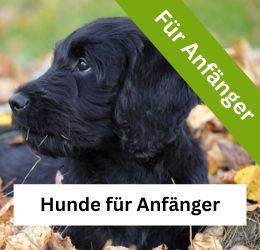 Hunde für Anfänger
