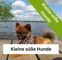 Kleine süße Hunde