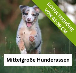 Mittelgroße Hunderassen