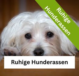 ruhige hunderassen