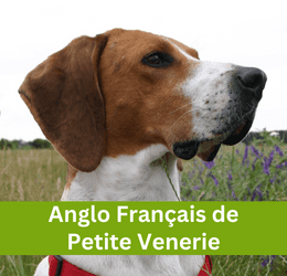 ANGLO FRANÇAIS DE PETITE VENERIE
