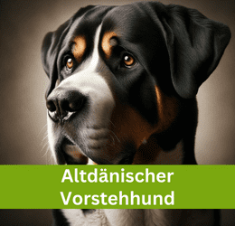 Altdänischer Vorstehhund