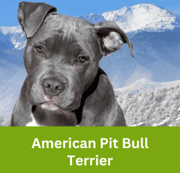 American Pit Bull Terrier