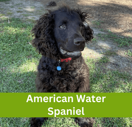 American Water Spaniel