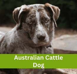 Australian Cattle Dog