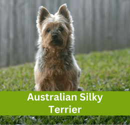 Australian Silky Terrier
