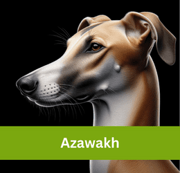 Azawakh
