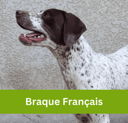 BRAQUE FRANÇAIS
