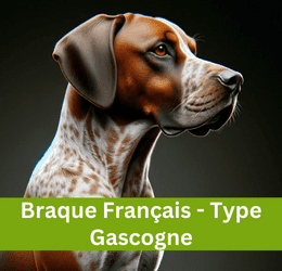 BRAQUE FRANÇAIS - TYPE GASCOGNE