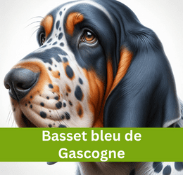 Basset bleu de Gascogne
