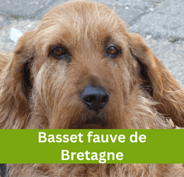 Basset fauve de Dretagne