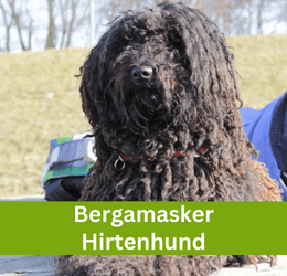 Bergamasker Hirtenhund