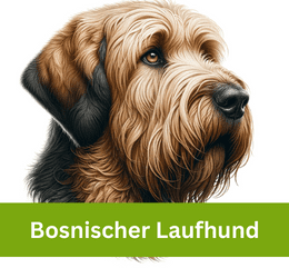Bosnischer Laufhund