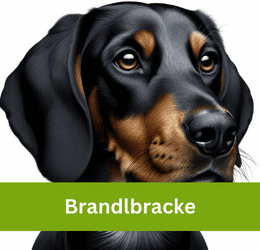 Brandlbracke