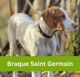 Braque Saint Germain