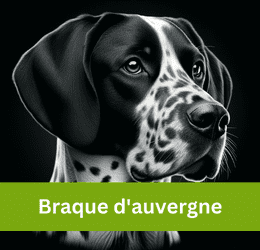Braque d'auvergne