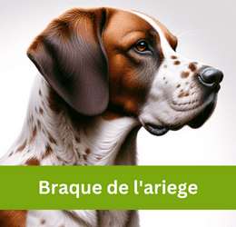 Braque de l'ariege