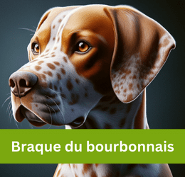Braque du bourbonnais
