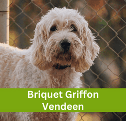 Briquet Griffon Vendeen