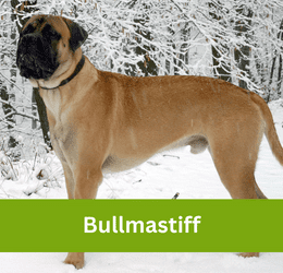 Bullmastiff