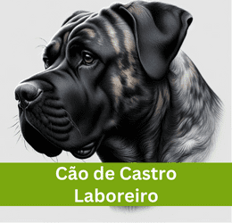 CÃO DE CASTRO LABOREIRO