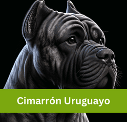 CIMARRÓN URUGUAYO