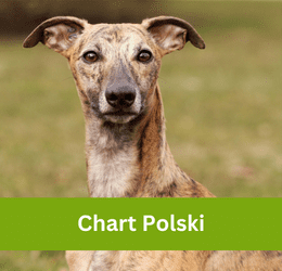 Chart Polski